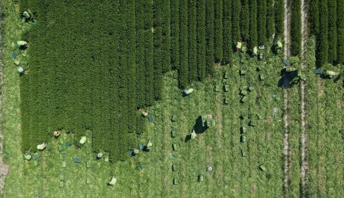 Agrícola Hermanos Marín
